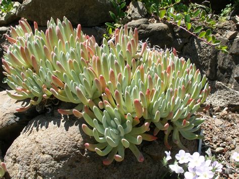 dudleya how to grow.